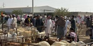 زيادة الطلب تقفز بأسعار الأضاحي 20 %