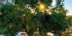 سيناء تتحول لواحات خضراء.. جهود الدولة تعيد الحياة للزراعة فى الشيخ زويد ورفح