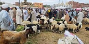 إقبال كبير على شراء الأضاحى بسوق نفيشة بالإسماعيلية قبل العيد.. فيديو