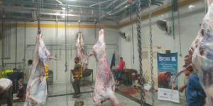 ذبح 92 رأس أضحية بمجزر شبين الكوم المطور وأشمون وتوزيعها على الأسر الأولى بالرعاية