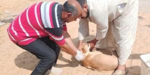 الطب البيطري بالإسماعيلية يحصّن 267 كلبًا ضالًا ضد السعار