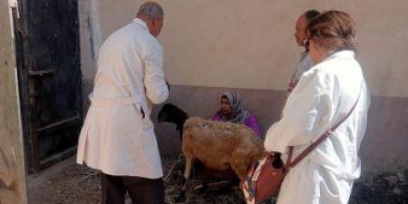 تحصين 111 ألفا و270 رأس ماشية ضد الحمى القلاعية والوادى المتصدع بالفيوم