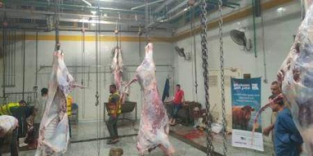 ذبح 92 رأس أضحية بمجزر شبين الكوم المطور وأشمون وتوزيعها على الأسر الأولى بالرعاية