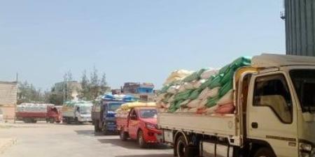 توريد 649 ألف و307 طن من محصول الذهب الأصفر فى الشرقية