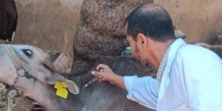 تحصين 244 ألفا و840 ألف رأس ماشية ضد الحمى القلاعية بكفر الشيخ