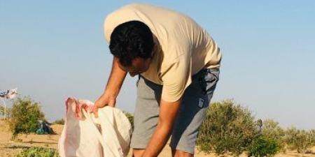موسم الشوي في بادية سيناء.. طقوس تراثية تبدأ مع أمطار الصيف شمال (صور)
