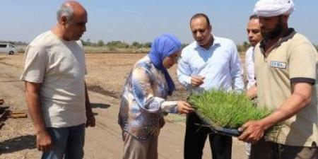 كلية الزراعة بجامعة بنها تدشن موسم الأرز بالمزرعة البحثية