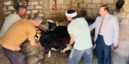 تحصين 250 ألف رأس ماشية ضد الحمى القلاعية وحمى الوادي المتصدع بالدقهلية