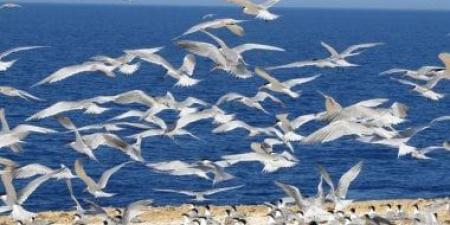مصر تضم 34 موقعاً تصل أليه الطيور المهاجرة خلال رحلتها.. تعرف عليها.. صور