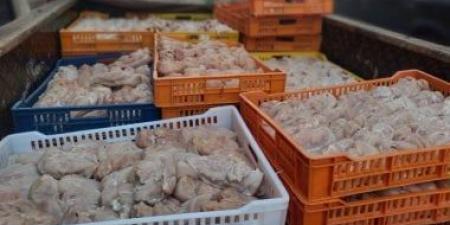 ضبط أكثر من نصف طن دواجن فاسدة بمطعم شهير بالفيوم