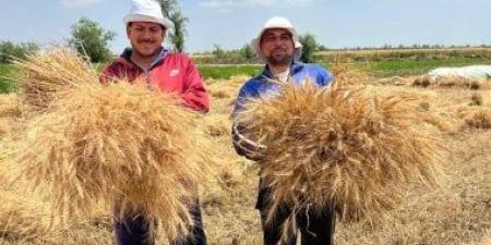 موسم الذهب الأصفر.. القليوبية تسجل توريد أكثر من 93.5 ألف طن قمح هذا العام