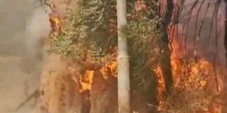 إجراءات رادعة ضد مخالفات الحرق العشوائى للمخلفات الزراعية بالوادى الجديد.. صور
