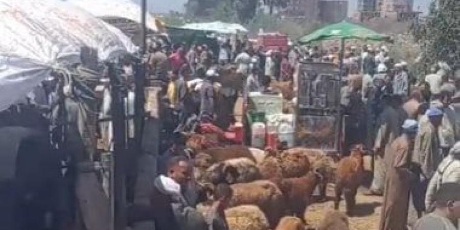 إقبال كثيف على شراء الأضاحى بكفر الشيخ واستقرار نسبى فى الأسعار.. فيديو