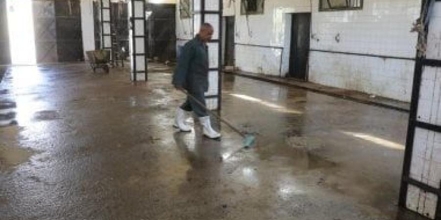 جاهزية 38 مجزرا حكوميًا مجانا استعدادا لعيد الأضحى فى المنيا