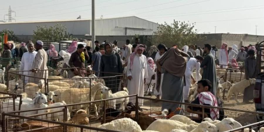 زيادة الطلب تقفز بأسعار الأضاحي 20 %