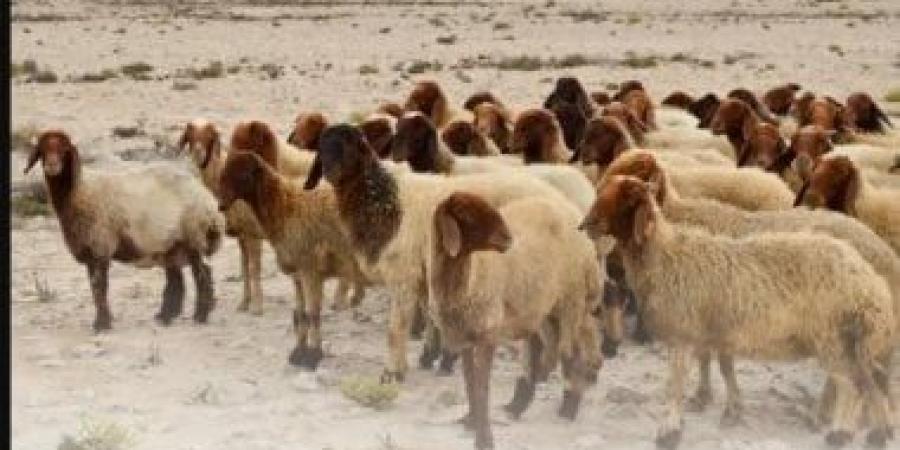 إطلاق حملة الأضاحى بـ140 رأس ماشية لدعم الأسر الأولى بالرعاية فى سوهاج