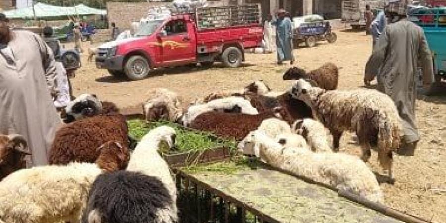 زحام بأسواق الأضاحى فى أسوان قبل عيد الأضحى واستقرار الأسعار