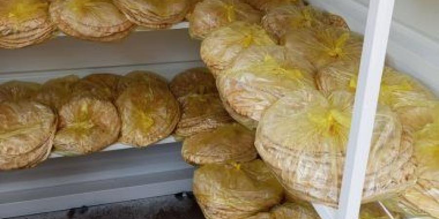 انتظام بيع الخبز المدعم بمنافذ التوزيع بالدقهلية يوميا فى 44 منفذا