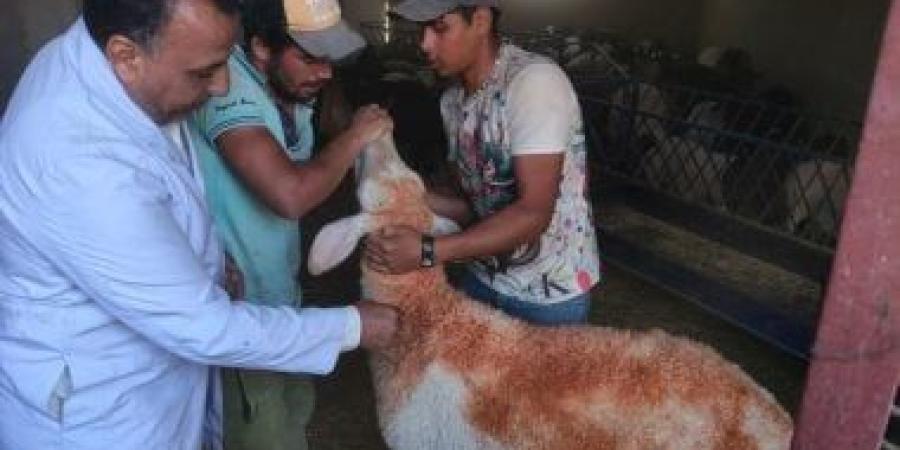 تحصين 127 ألف رأس ماشية ضد الحمى القلاعية والوادي المتصدع بالمنيا