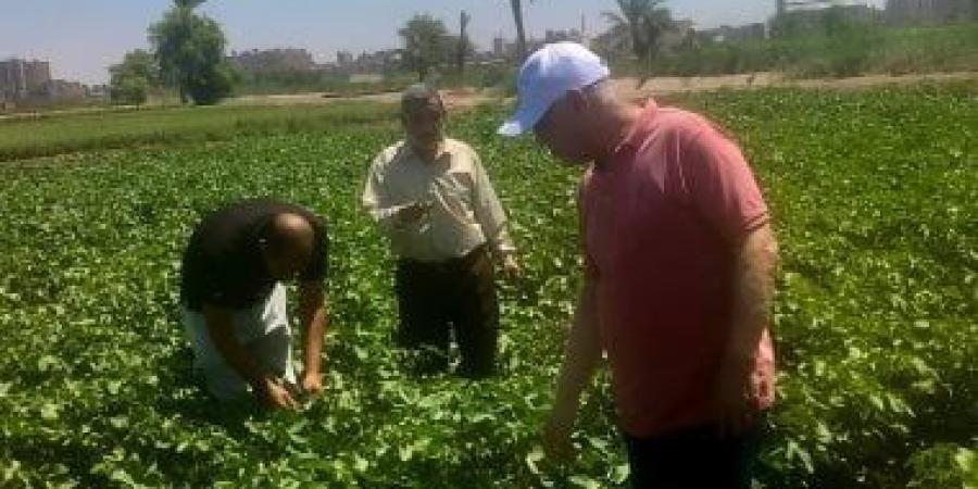 "زراعة أسيوط": الذرة الشامية أهم المحاصيل والريحان مستقبل النباتات العطرية