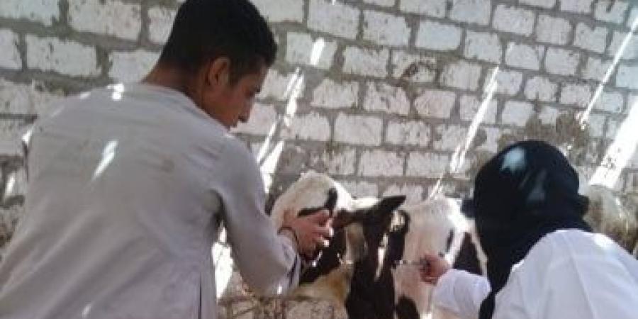 تحصين 146 ألف رأس ماشية ضد الحمى القلاعية والوادى المتصدع بسوهاج