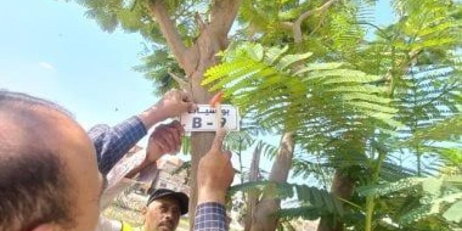 الإسماعيلية تواصل حصر وتكويد الأشجار بالشوارع ضمن مبادرة 100 مليون شجرة