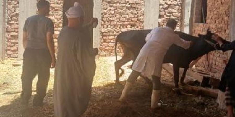 "بيطرى أسيوط": تحصين 80 ألف رأس ماشية وإجراء 125 ندوة إرشادية