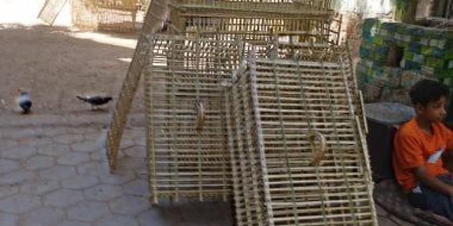 صناعة الأقفاص من جريد النخيل مهنة تحافظ على التراث.. فيديو وصور